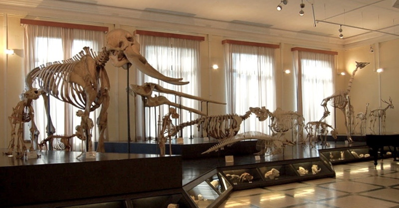 Visita con noi! – Il Museo Civico di Zoologia
