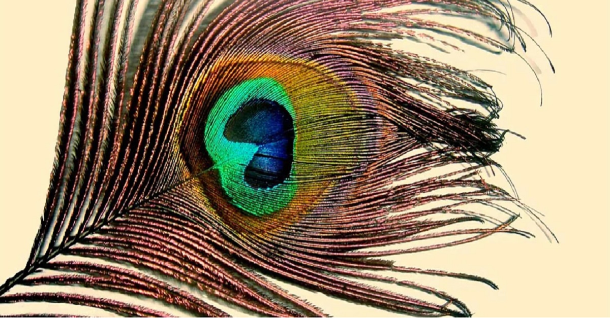 Il meraviglioso mondo degli uccelli