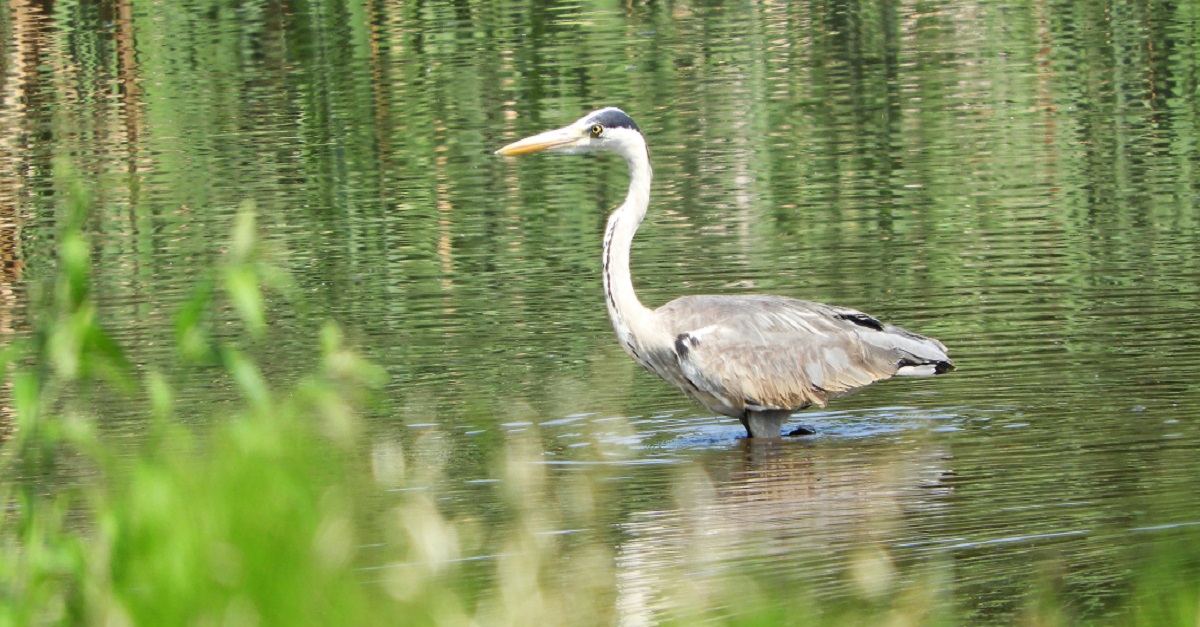Avifauna in ambiente urbano