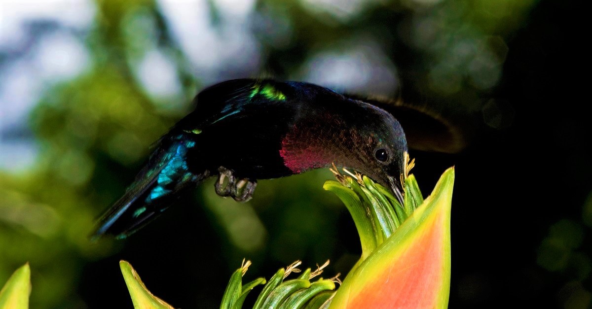 Piante e animali – Tra evoluzione e tradizione