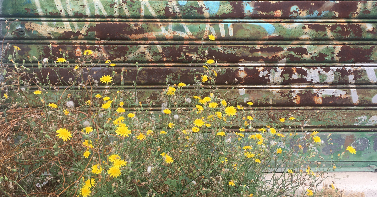 Dialogo della Natura e di un(a) islandese
