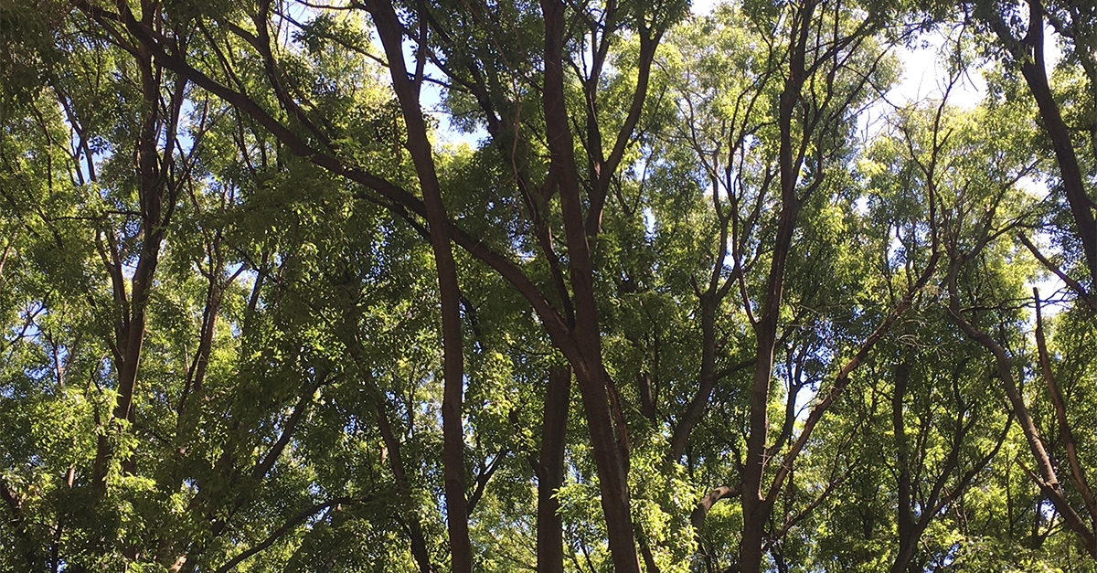 Come pensano le foreste. Verso un’etica cosmo-politica