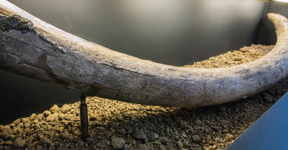 Presentazione del libro-guida del Museo per i 40 anni di Casal de’ Pazzi