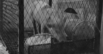 UN’OPERA – Richard Serra: Animal habitats live and stuffed… Roma, La Salita, 1966
