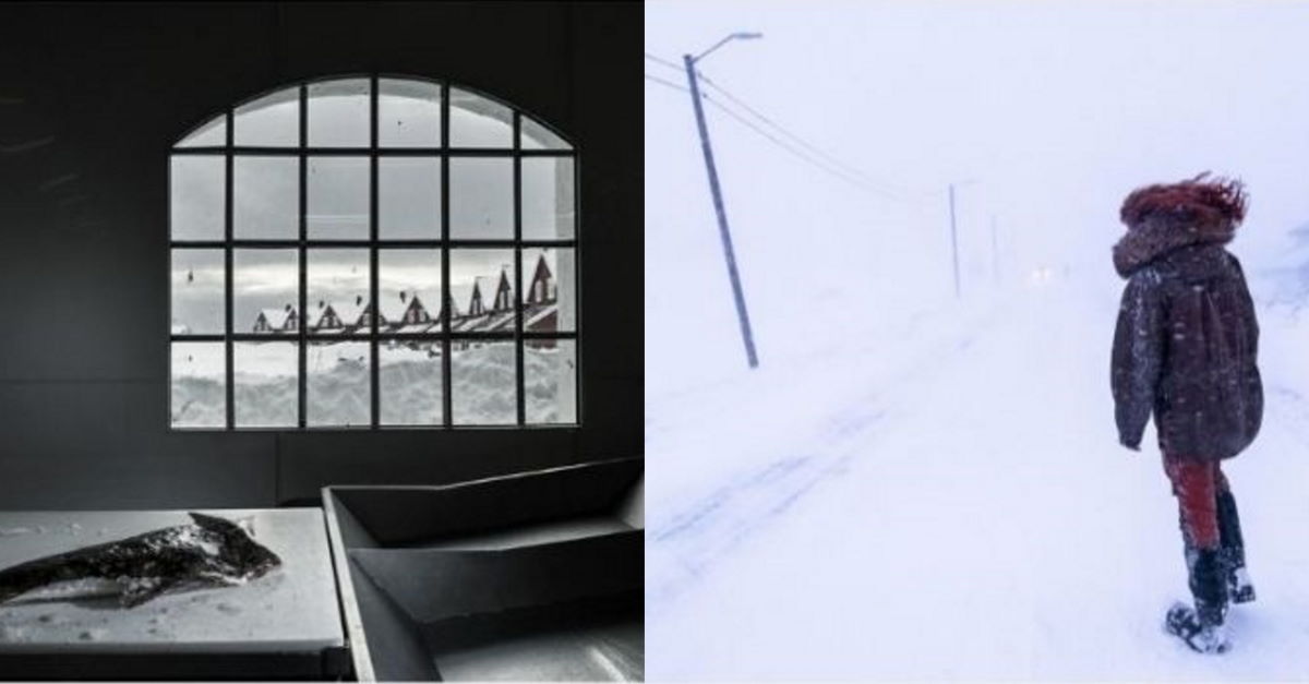 Visita guidata alla mostra Arctic Tales