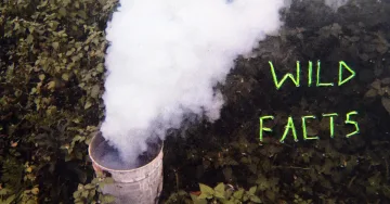 WILD FACTS / Fatti Feroci. secondo movimento