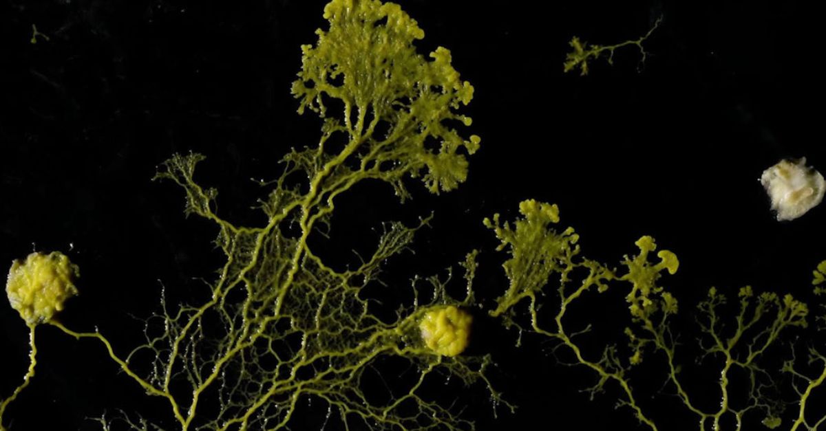 Carolina Lombardi – Physarum Polycephalum