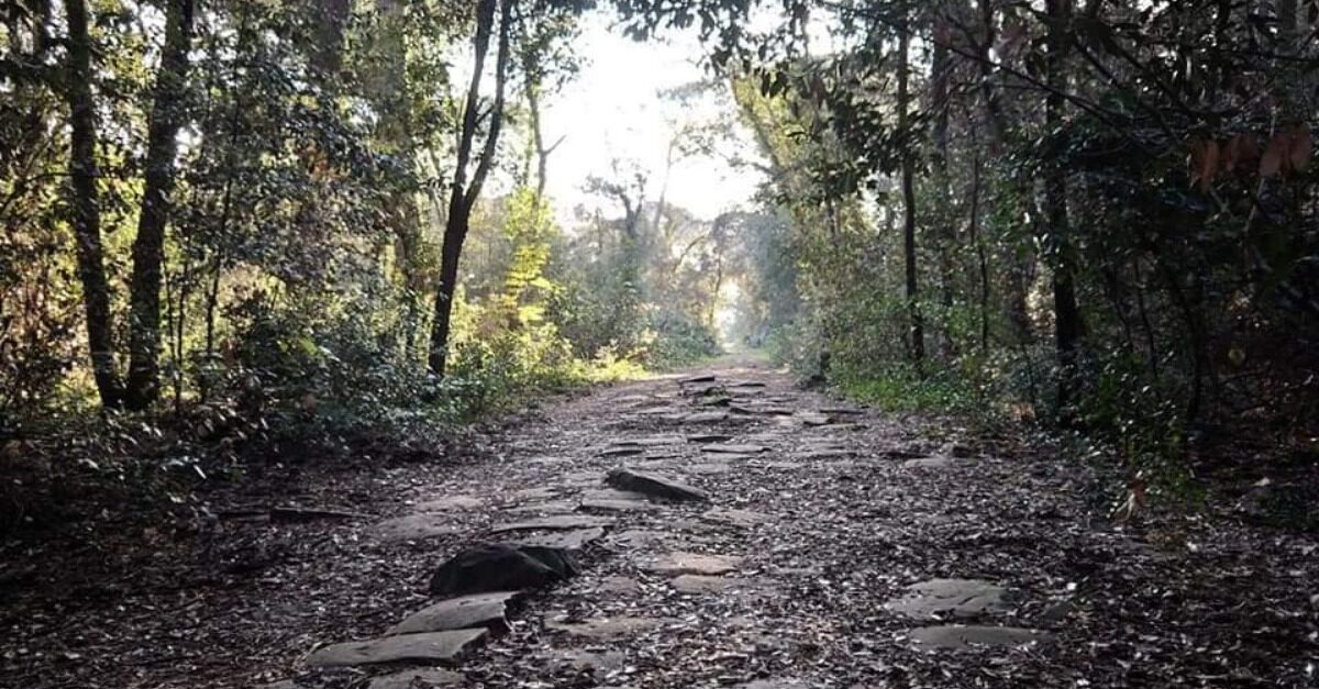 La Pineta oscura. Itinerario storico