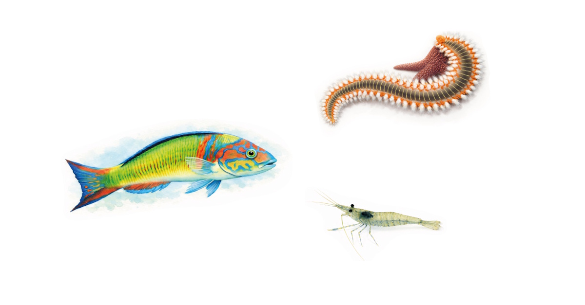 Ventimila specie (o quasi) sotto il mare