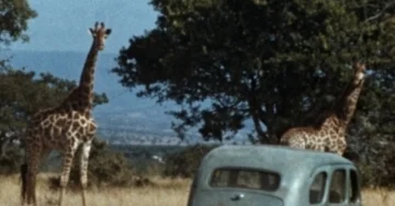 Giraffe. L’incredibile storia della zoologa Anne Innis Dagg